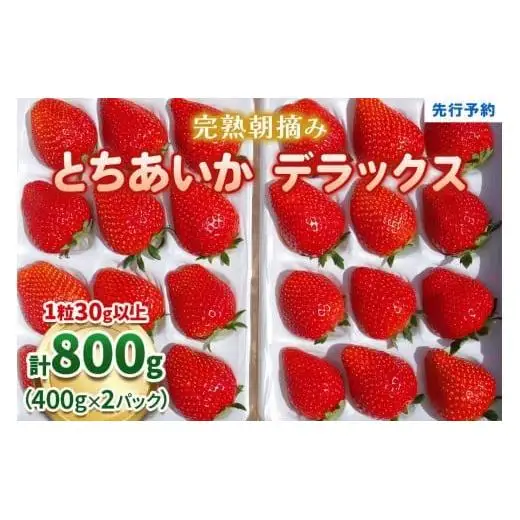 完熟朝摘みとちあいか DX 800g 【2027年1月以降発送】ギフト 贈答 | いちご 苺 フルーツ  澳原いちご農園 栃木県 矢板市