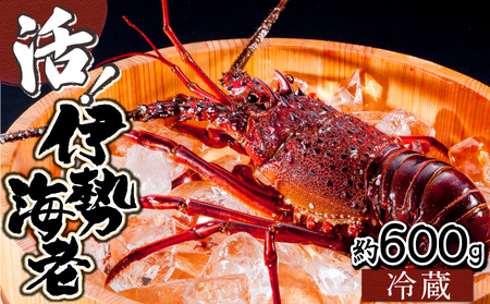 ＜数量限定＞宮崎県串間産伊勢エビ(計約600g・1～3匹)_K027-004