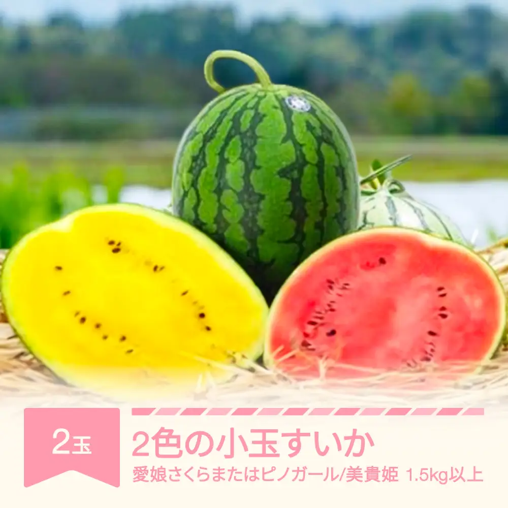 【先行予約】すいか 2色の小玉すいか 令和8年産 2026年産 果物 no-suwck2 ※沖縄・離島への配送不可