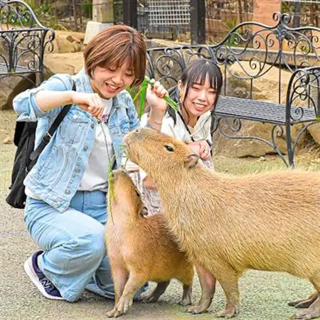伊豆シャボテン動物公園入園引換券(エサあげチケット＆グッズつき)1名様_旅行券・チケット     雑貨     旅行券・チケット 動物園 入場券・優待券 _【1014969】