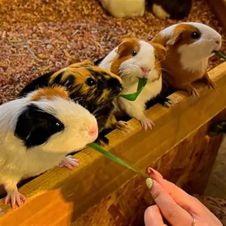 伊豆シャボテン動物公園ペア入園引換券(エサあげチケット＆グッズつき)2名様_伊豆シャボテン動物公園 ペア入園券 エサあげ グッズ_【1014970】