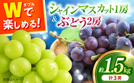 【2026年8月中旬より順次発送予定】シャインマスカット・ぶどうセット 約1.5kg / 先行予約 シャインマスカット しゃいんますかっと マスカット ますかっと ブドウ ぶどう 葡萄 フルーツ ふるーつ 果物 くだもの 期間限定 数量限定 / 大村市 / おおむら夢ファームシュシュ[ACAA007]