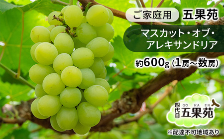 ぶどう 2026年 先行予約 ご家庭用 マスカット・オブ・アレキサンドリア 約600g（1房～数房） 岡山