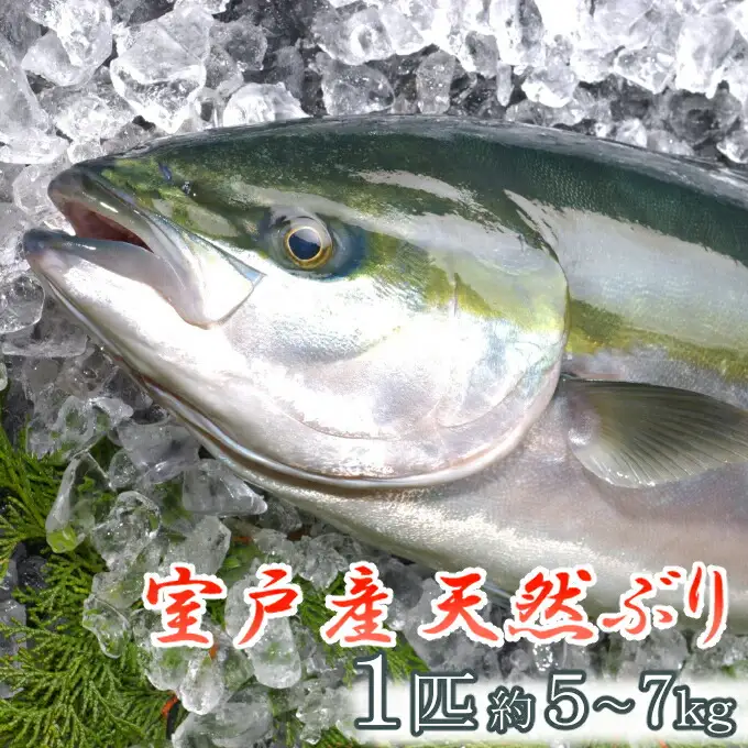 室戸産天然ぶりまるごと１匹（５ｋｇ～）下処理不可