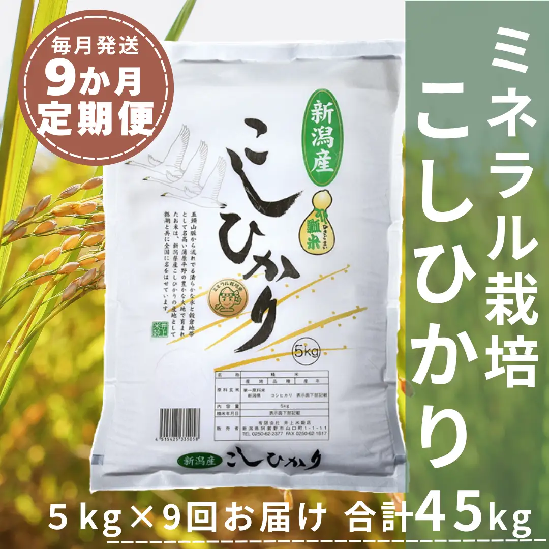 【令和7年産】9ヶ月定期便 ミネラル栽培こしひかり 5kg×9回 計45kg 白米 精米 井上米穀店  新潟県 米 こめ コメ 1I14136