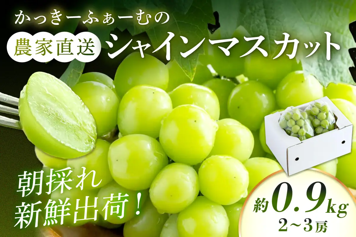 【2026年発送分 先行予約】根域制限シャインマスカット 約0.9kg 2～3房《9月中旬頃から発送》 果物 シャインマスカット 先行予約 【183_1881】