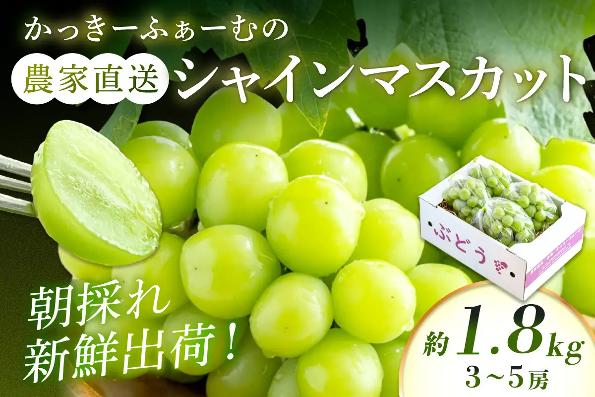 【先行予約】根域制限シャインマスカット 約1.8kg 3～5房《9月中旬頃から発送》 果物 シャインマスカット 先行予約 【183_1882】