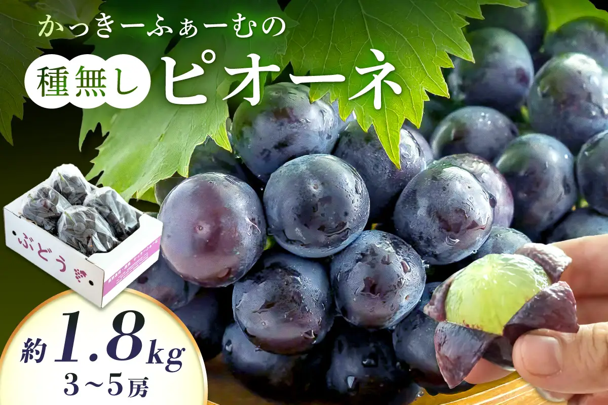 【2026年発送分 先行予約】種無しピオーネ 約1.8kg 3～5房《8月下旬頃から発送》果物 ピオーネ ぶどう 先行予約 【183_1884】