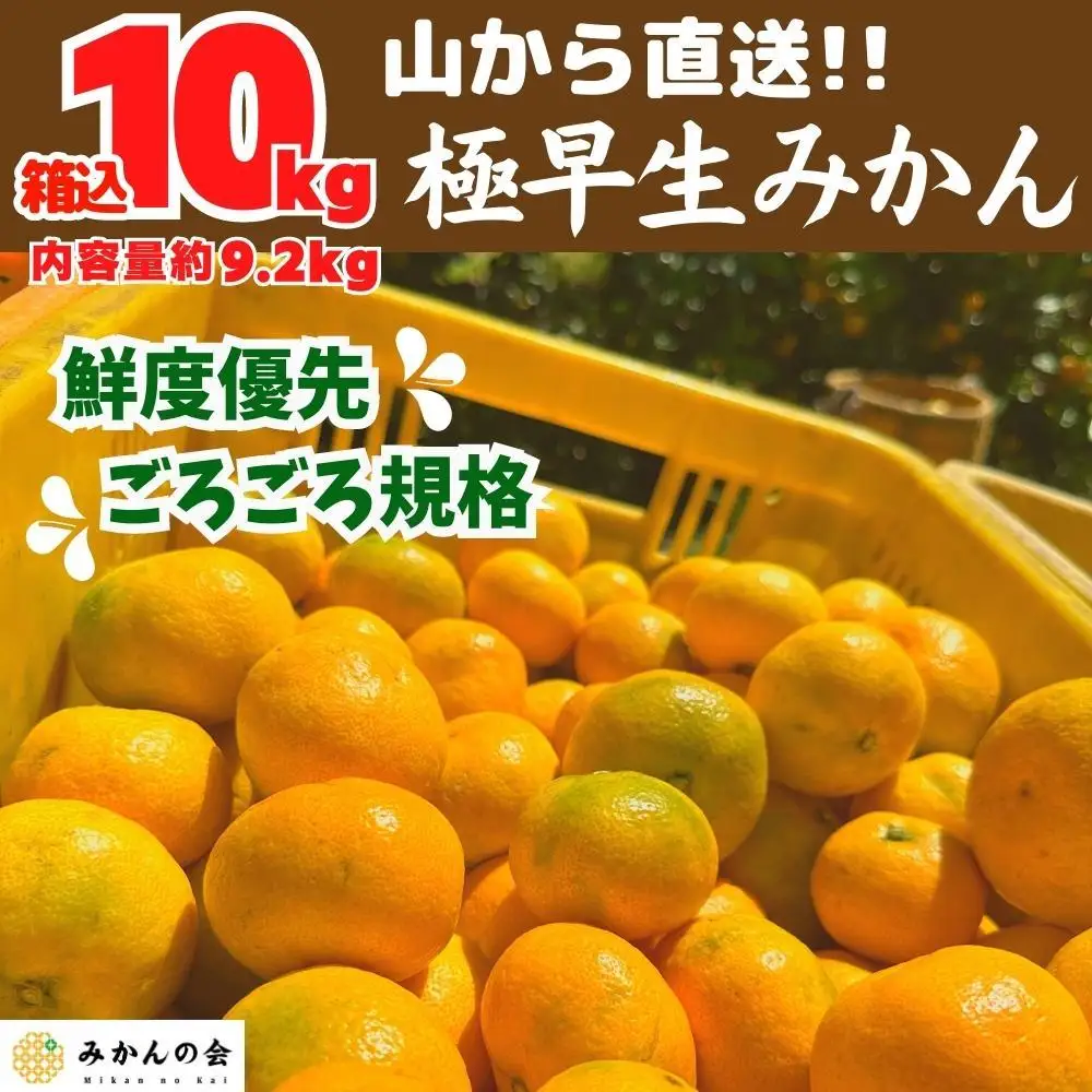 みかん 極早生 山から直送 箱込 10kg (内容量約 9.2kg) 採れたてそのままごろごろ規格 有田みかん 和歌山県産 【みかんの会】［2026年10月上旬頃より順次発送予定］