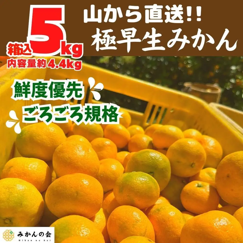 みかん 極早生 山から直送 箱込 5kg (内容量約 4.4kg) 採れたてそのままごろごろ規格 有田みかん 和歌山県産 【みかんの会】［2026年10月上旬頃より順次発送予定］