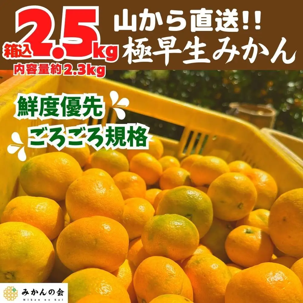 みかん 極早生 山から直送 箱込 2.5kg (内容量約 2.3kg) 採れたてそのままごろごろ規格 有田みかん 和歌山県産 【みかんの会】［2026年10月上旬頃より順次発送予定］