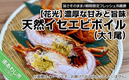 【花光】海老の王様！天然イセエビボイル（大1尾）【旨さそのまま♪期間限定フレッシュ冷蔵便】