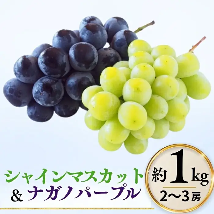 【2026年先行予約】シャインマスカット ＆ ナガノパープル 詰め合わせ セット  計約1kg（2~3房）※最低900g以上 ｜シャインマスカット ナガノパープル