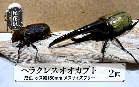 ヘラクレス 尾花沢市産 昆虫の王様 ヘラクレスオオカブト カブトムシ