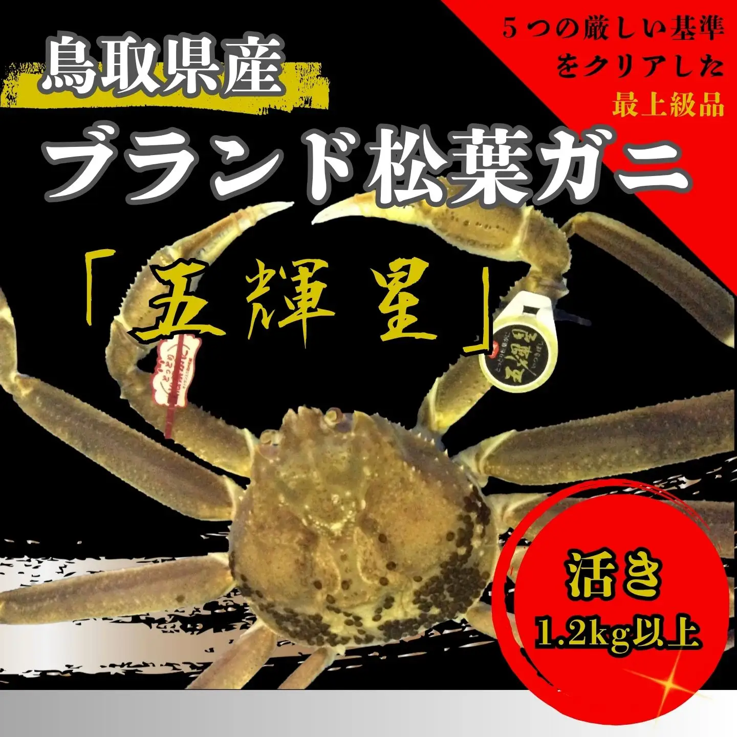 【'26先行予約】五輝星生松葉ガニ（特々大1.2kg）数量限定品 【魚倉】 [172-2]