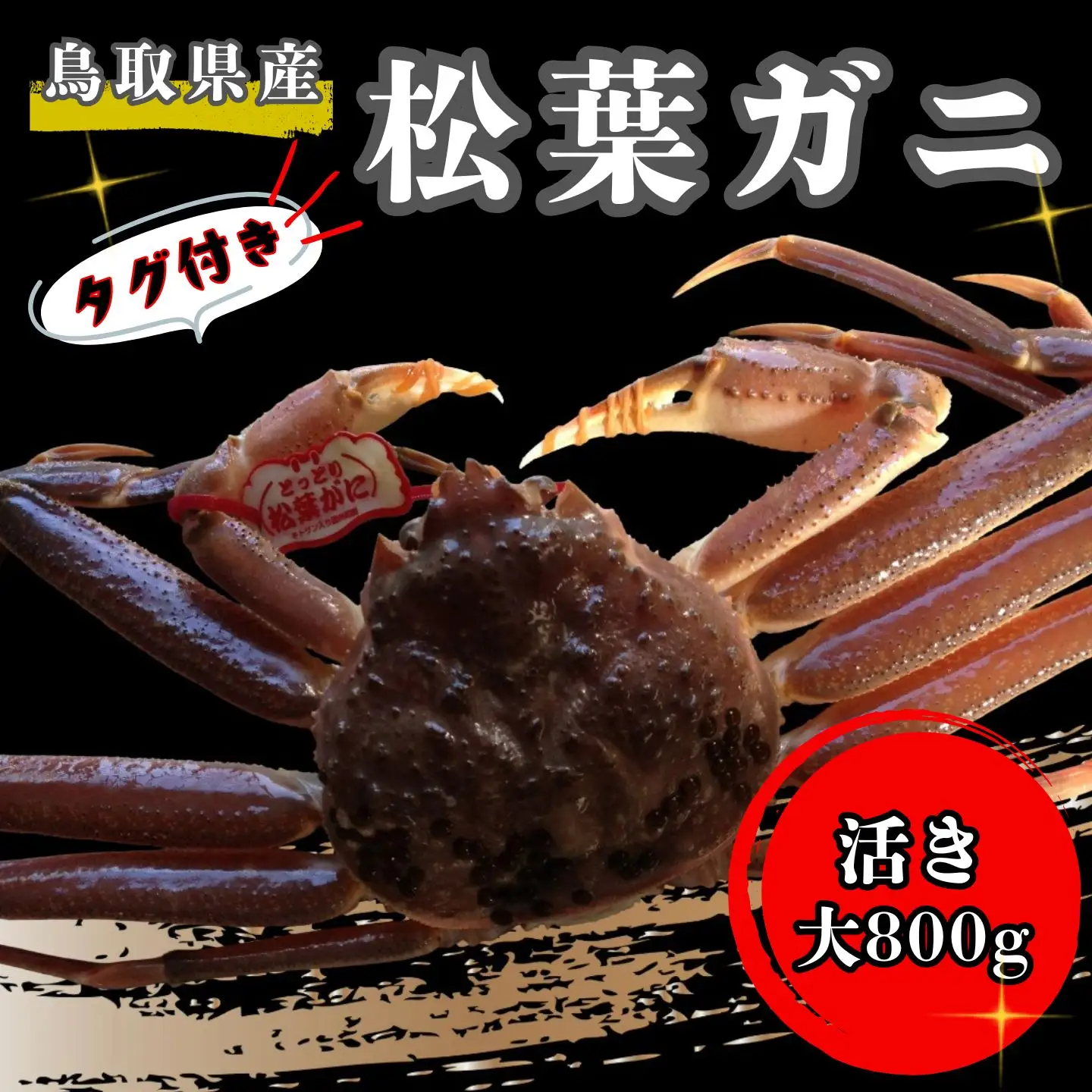 【'26先行予約】タグ付き生松葉ガニ（大８００ｇ）【魚倉】 [175-2]