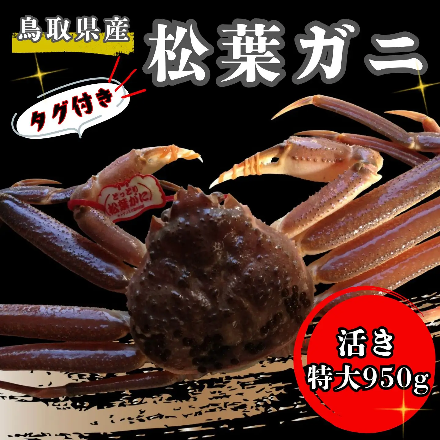 【'26先行予約】タグ付き生松葉ガニ（特大９５０ｇ）【魚倉】 [176-2]