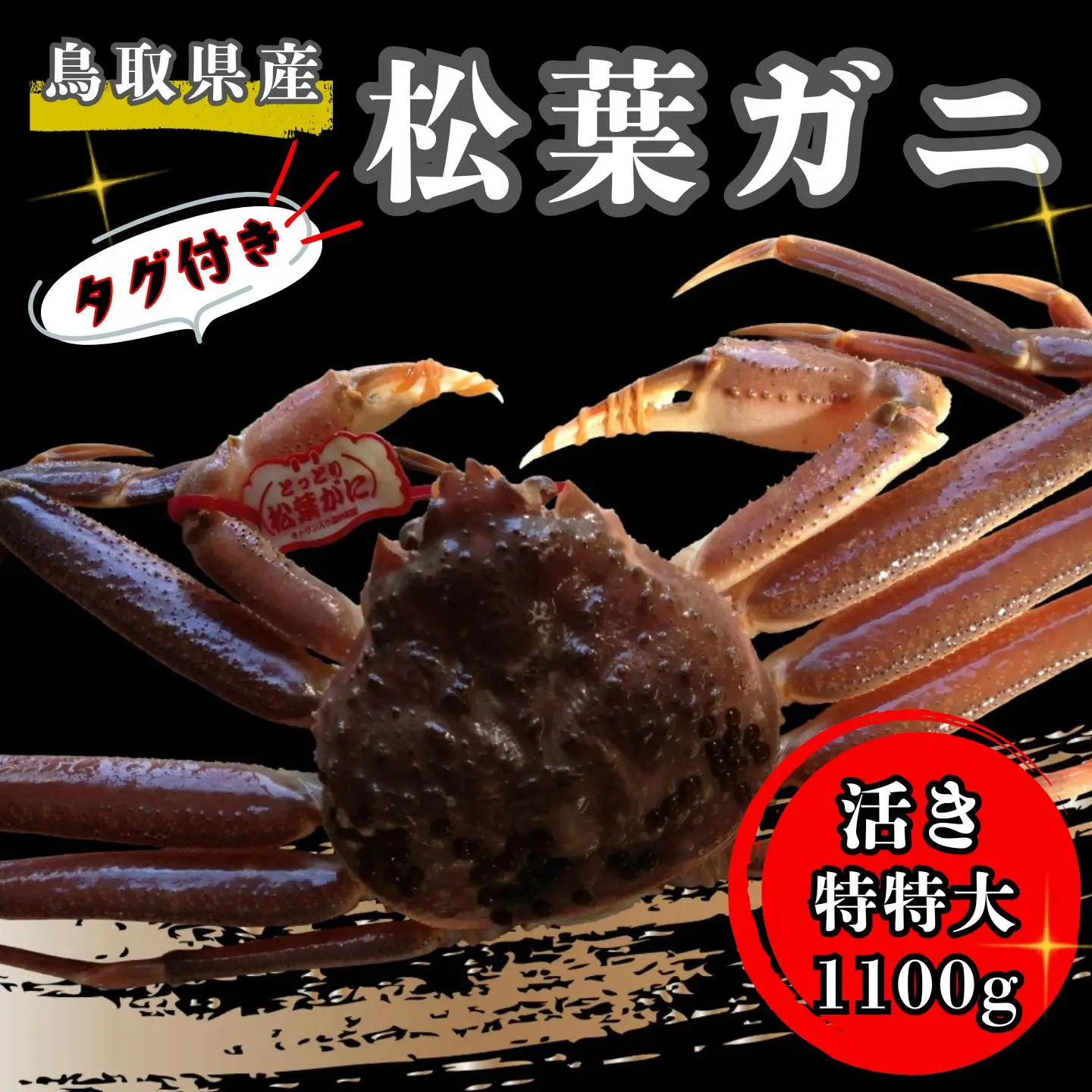 【'26先行予約】タグ付き生松葉ガニ（特特大１，１００ｇ以上）【魚倉】 [177-2]