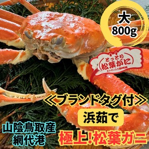 【22023】鳥取網代港【ブランドタグ付】浜茹で！極上松葉ガニ（大）800g※お届けは2026年11月中旬～【さかなや新鮮組】
