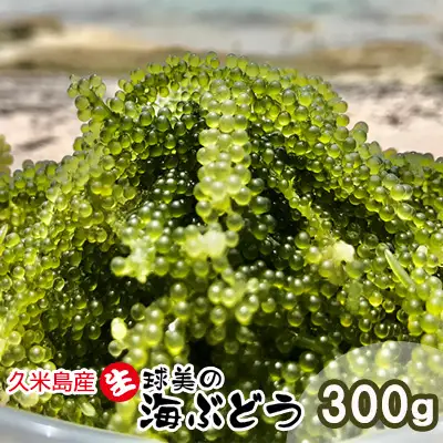海ぶどう 球美の”生”海ぶどう（100g×3個）