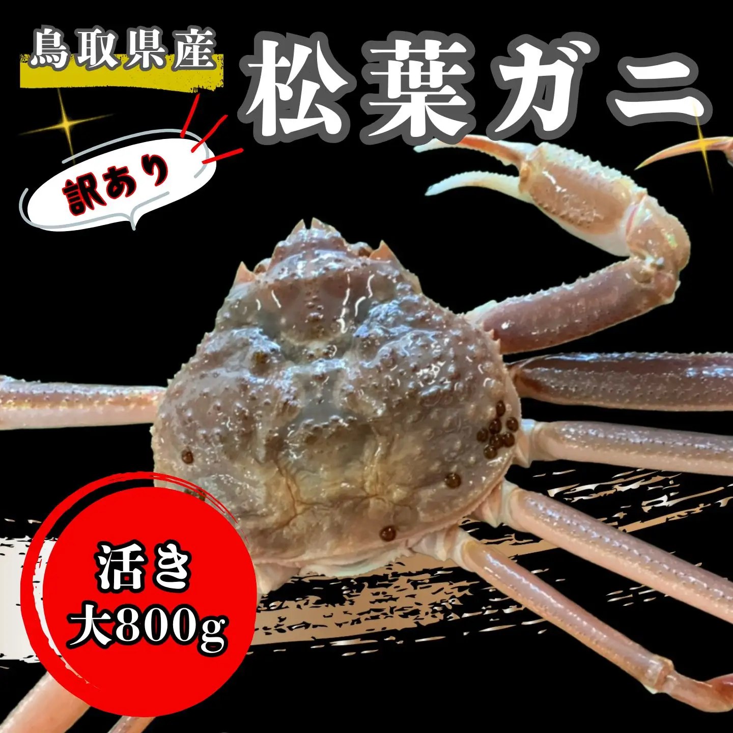 【'26先行予約】[訳あり]足１本なし生松葉ガニ（大８００ｇ）【魚倉】 [185-2]