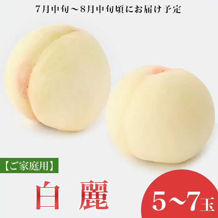 【ご家庭用】岡山白桃 白麗 5～7玉【2026年7月中旬頃から順次発送】