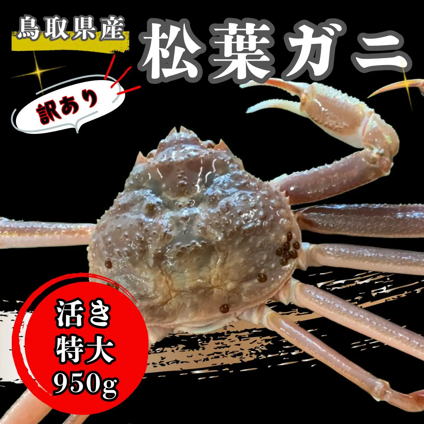 【'26先行予約】[訳あり]足１本なし生松葉ガニ（特大９５０ｇ）【魚倉】 [186-2]