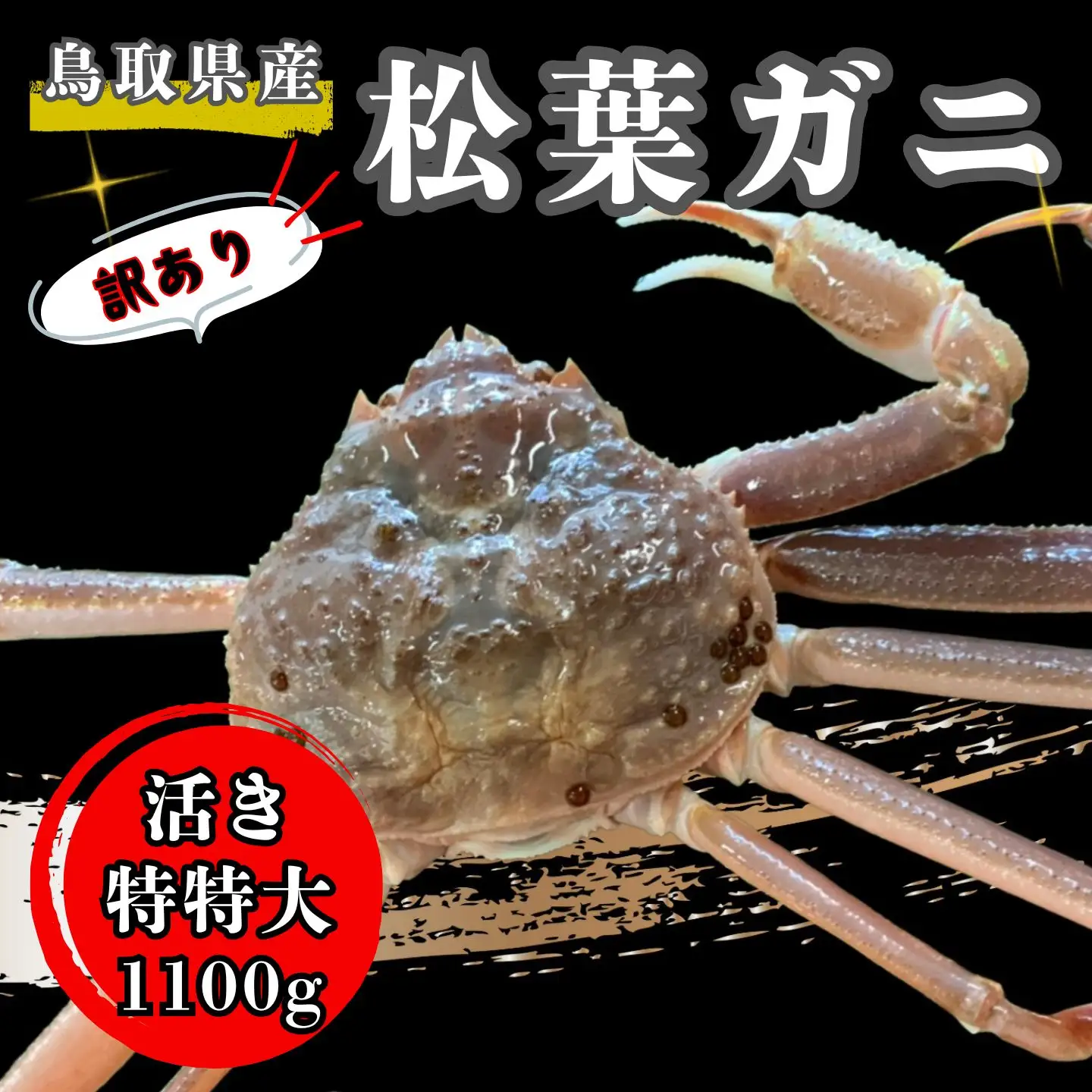 【'26先行予約】[訳あり]足１本なし生松葉ガニ（特特大１，１００ｇ以上）【魚倉】 [187-2]
