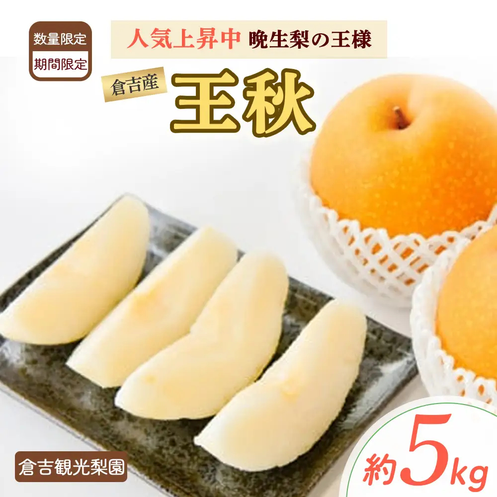数量限定 王秋 5kg 【倉吉産】（倉吉観光梨園） 梨 果物 フルーツ