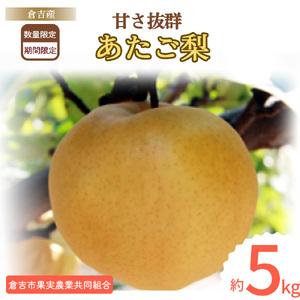 あたご梨 【倉吉産】 ５ｋｇ（倉吉市果実農業共同組合） 梨 あたご梨
