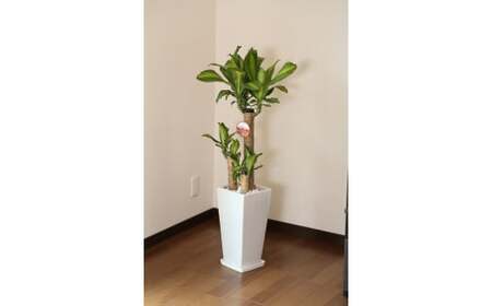 【4月上旬～9月下旬発送】幸福の木7号高陶器 鉢 インテリア 観葉植物 草花 樹木