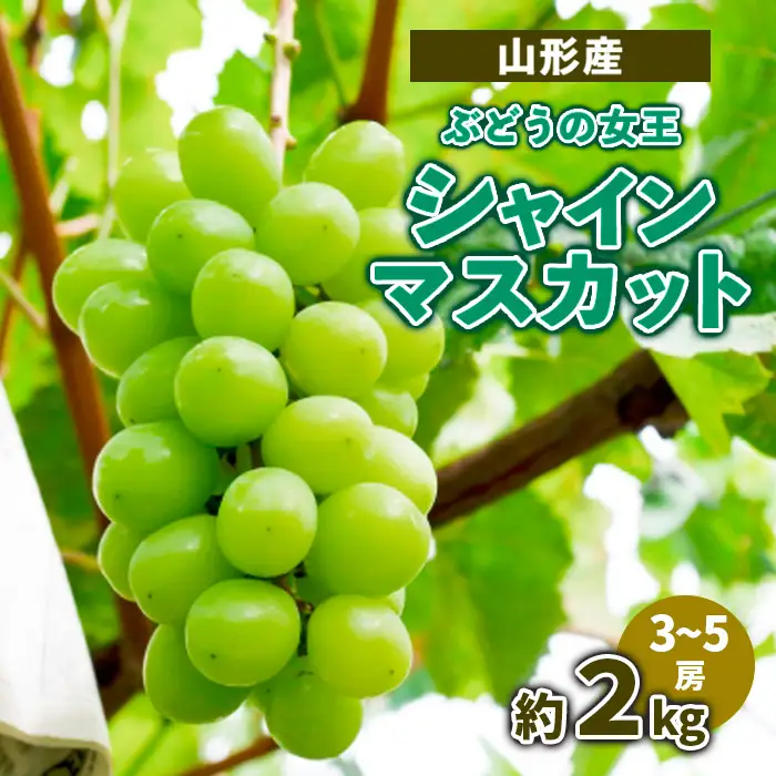 山形産 ぶどうの女王 シャインマスカット 約2kg(3～5房)【令和8年産先行予約】FS23-715 くだもの 果物 フルーツ 山形 山形県 山形市 2026年産