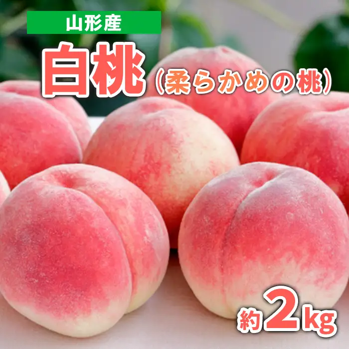 山形産 白桃 (柔らかめの桃)　約2kg 秀品【令和8年産先行予約】FS23-717 くだもの 果物 フルーツ 山形 山形県 山形市 2026年産