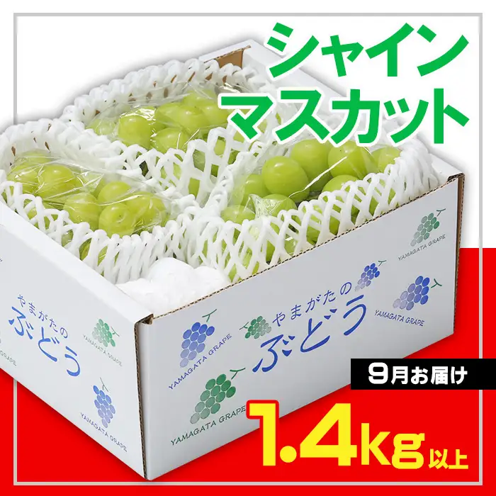 ☆フルーツ王国山形☆ シャインマスカット 秀品 1.4kg以上(2～4房)[9月お届け] 【令和8年産先行予約】FS23-732 くだもの 果物 フルーツ 山形 山形県 山形市 2026年産