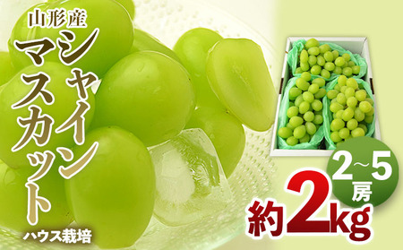 [ハウス栽培]山形のシャインマスカット 秀品 約2kg(2～5房)【令和8年産先行予約】FS24-640 くだもの 果物 フルーツ 山形 山形県 山形市 2026年産