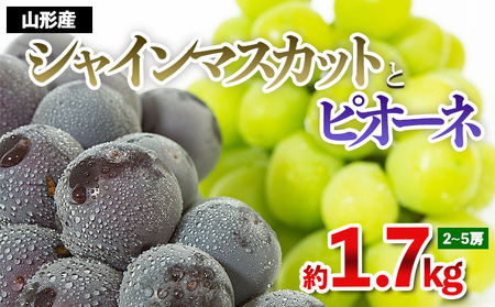 やまがたのぶどう シャインマスカット＆ピオーネ 秀品 約1.7kg(2～5房程度)【令和8年産先行予約】FS23-752 くだもの 果物 フルーツ 山形 山形県 山形市 2026年産