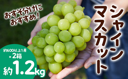 おすそ分けにおすすめ！シャインマスカット 秀品 約1.2kg(約600g以上1房×2箱) 【令和8年産先行予約】FS23-766 くだもの 果物 フルーツ 山形 山形県 山形市 2026年産