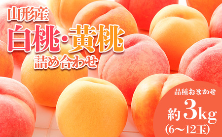 やまがたの桃(白桃・黄桃詰合せ)  品種お任せ 白桃＆黄桃 秀品 約3kg(6～12玉程度) 【令和8年産先行予約】FS23-813 くだもの 果物 フルーツ 山形 山形県 山形市 2026年産