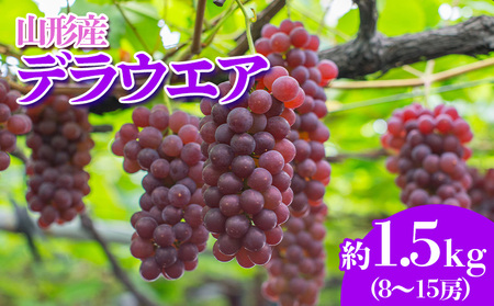 やまがたのぶどう デラウェア 7月・8月 秀品 約1.5kg(8～15房程度) 【令和8年産先行予約】FS23-820 くだもの 果物 フルーツ 山形 山形県 山形市 2026年産