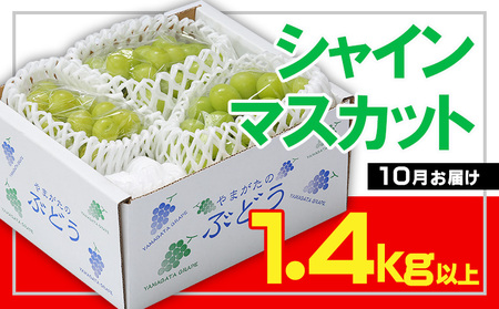 ☆フルーツ王国山形☆シャインマスカット 秀品 1.4kg以上(2～4房)[10月お届け] 【令和8年産先行予約】FS23-830 くだもの 果物 フルーツ 山形 山形県 山形市 2026年産