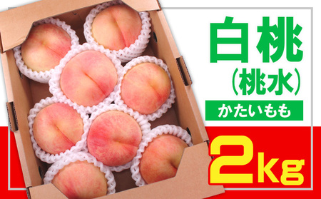 ☆フルーツ王国山形☆ 白桃(桃水) 秀品 2kg [かたい桃]【令和8年産先行予約】FS23-831 くだもの 果物 フルーツ 山形 山形県 山形市 2026年産