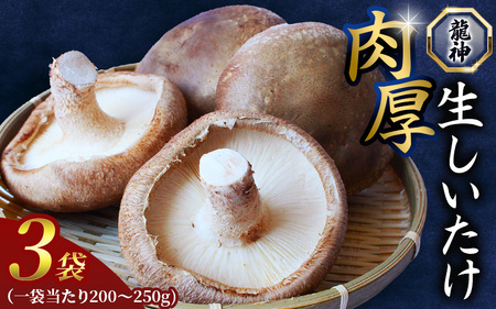 龍神マッシュの生しいたけ３袋セット / 肉厚 無農薬 菌床栽培 きのこ シイタケ 椎茸 和歌山県 田辺市 【mas001】