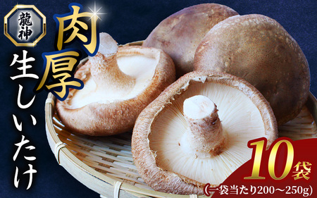 龍神マッシュの生しいたけ１０袋セット / 肉厚 無農薬 菌床栽培 きのこ シイタケ 椎茸 和歌山県 田辺市【mas003】