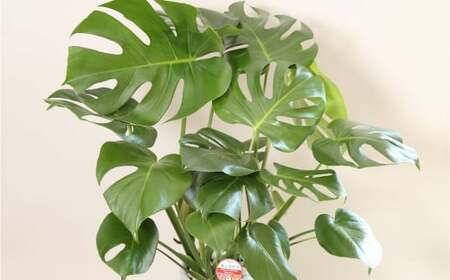 【3月上旬～10月下旬発送】モンステラ7号陶器ロング 鉢 インテリア 観葉植物 草花 樹木 ギフト