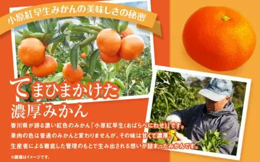【訳あり】ご家庭用小原紅早生みかん(サイズおまかせ)　約2.5kg【11月下旬～1月下旬配送予定】｜早生ミカン みかん 早生みかん 訳アリ 訳あり 不揃い 家庭用みかん 甘い フルーツ くだもの 果物 柑橘 人気 おすすめ わけあり先行予約