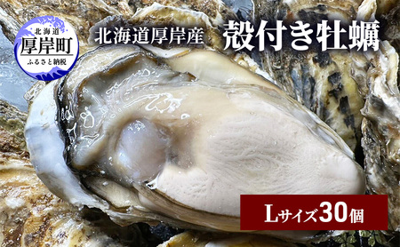 北海道 厚岸産 ブランド牡蠣 マルえもん 殻付き 牡蠣 Lサイズ 30個 【光輝】 [ 魚貝類 生牡蠣 海鮮 海の幸 生食用牡蠣 生食用 生食用殻付き牡蠣 濃厚 甘み  オイスター ]  