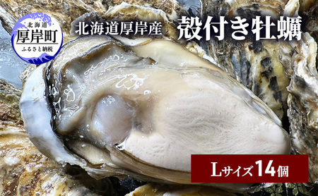 北海道 厚岸産 ブランド牡蠣 マルえもん 殻付き 牡蠣 Lサイズ 14個 【光輝】 [ 魚貝類 生牡蠣 海鮮 海の幸 生食用牡蠣 生食用 生食用殻付き牡蠣 濃厚 甘み  オイスター ]  