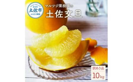 【先行予約】マルツジ果樹園の土佐文旦訳あり品（約10kg）訳あり 〈2027年2月1日から3月31日頃発送〉文旦 土佐文旦 ぶんたん ブンタン 期間限定 数量限定  2L〜4Lサイズ 16〜22個 果物 柑橘 フルーツ 高知県産【マルツジ果樹園】[BQAN006]