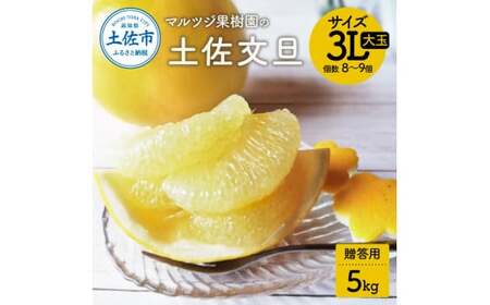 【先行予約】文旦 約5kg 贈答用 大玉 〈2027年2月1日から3月31日頃発送〉土佐文旦 ぶんたん ブンタン 期間限定 数量限定 3Lサイズ 8〜9個 果物 柑橘 フルーツ 高知県産 土佐市産 贈答用 ギフト 美味しい おいしい【マルツジ果樹園】[BQAN003]
