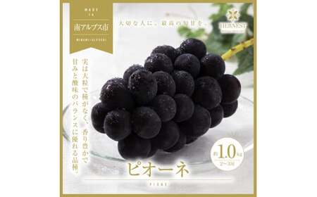 ＜2026年発送先行予約＞南アルプス市産 旬の採れたてピオーネ 2～3房入り 約1kg ALPAH012
